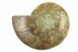 Cut & Polished Ammonite Fossil (Half) - Madagascar #296442-1